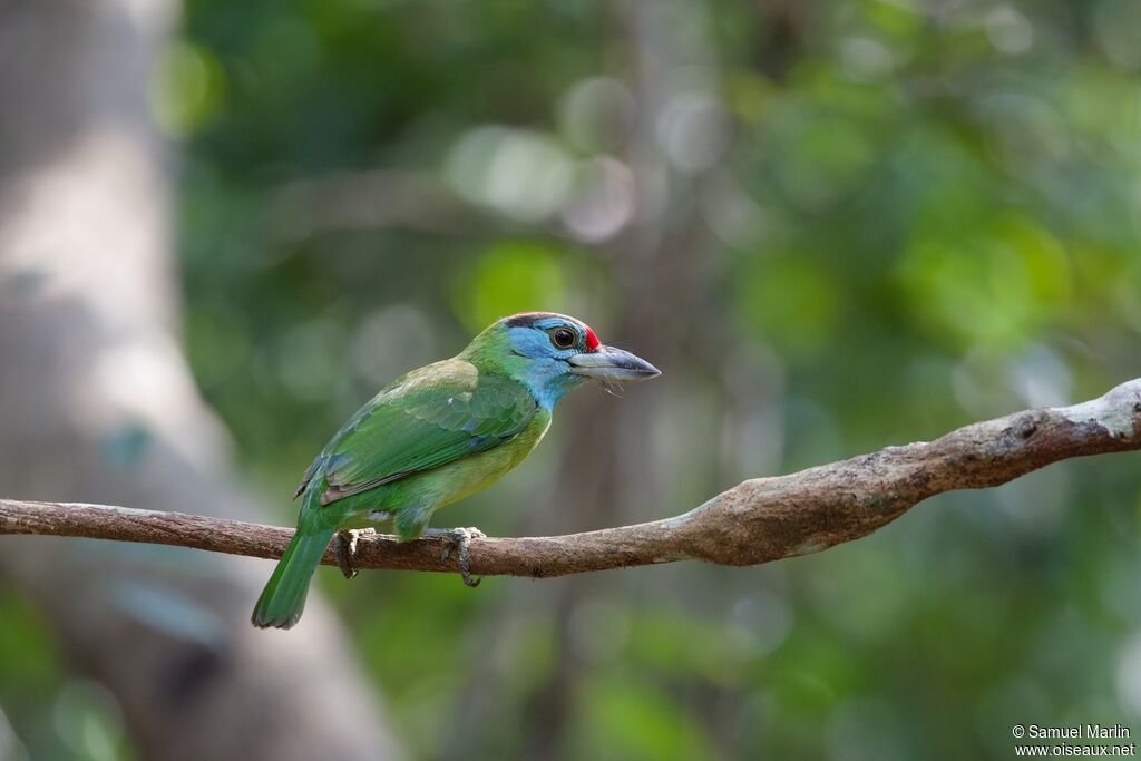 Blue-throated Barbetadult