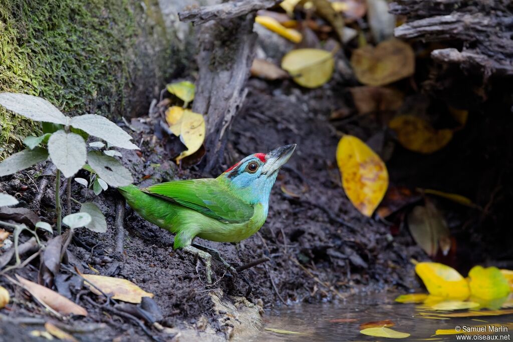 Blue-throated Barbetadult, drinks