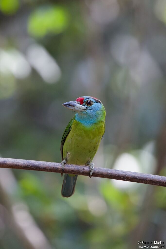 Blue-throated Barbetadult