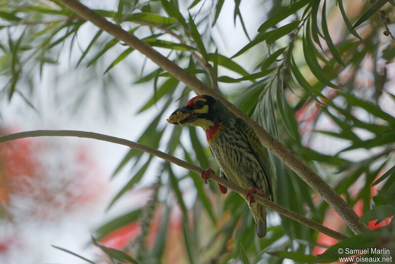 Barbu à plastron rougeadulte, mange