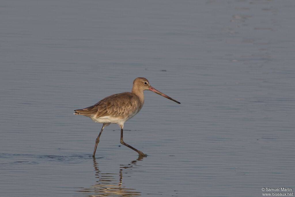 Black-tailed Godwitadult post breeding