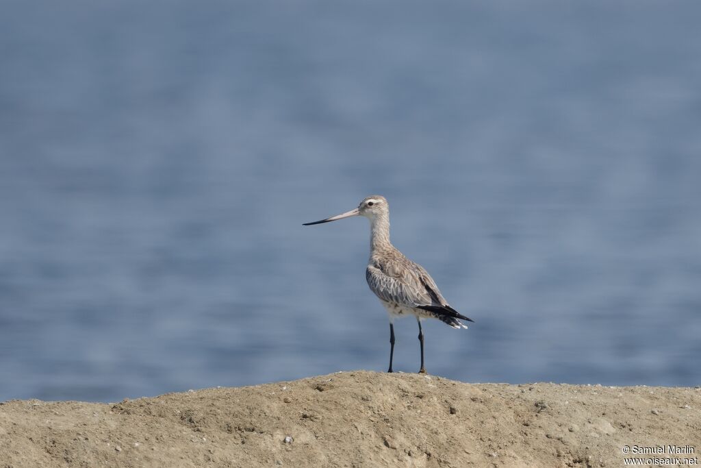 Bar-tailed Godwitadult post breeding