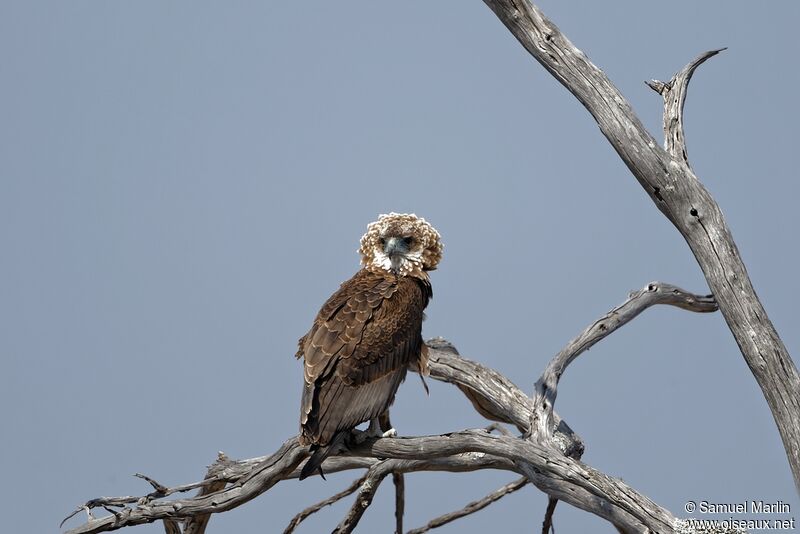 Bateleur des savanesjuvénile