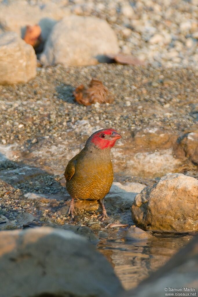 Beaumarquet à dos jauneadulte