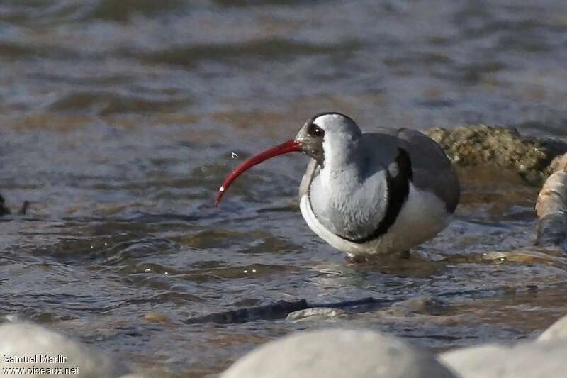 Ibisbill male adult