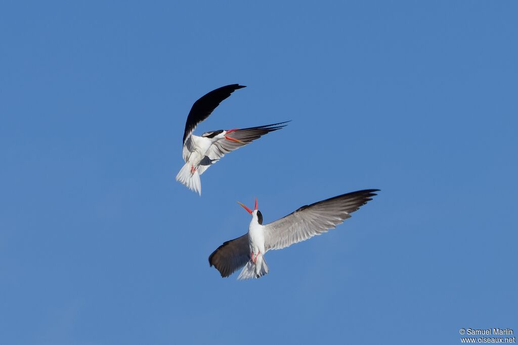 African Skimmeradult, courting display