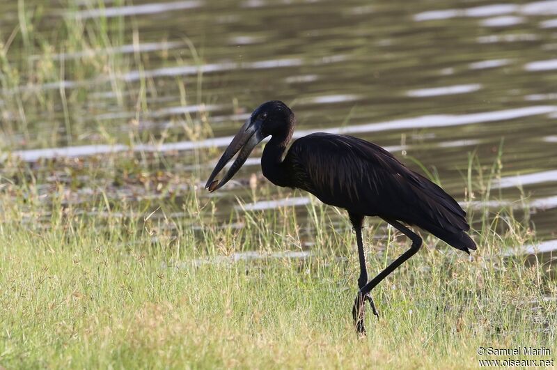 African Openbilladult, fishing/hunting, eats