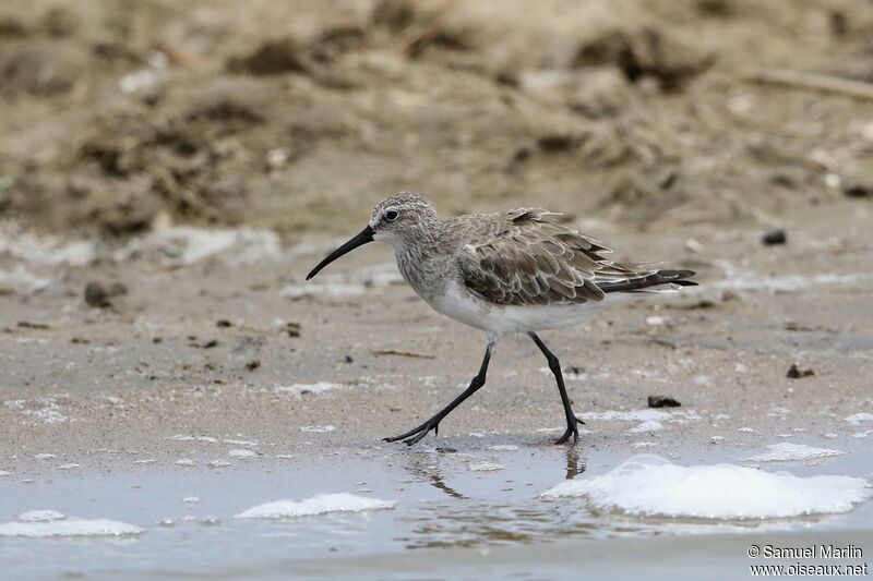 Curlew Sandpiperadult