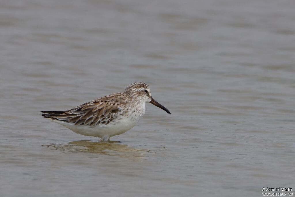 Broad-billed Sandpiper