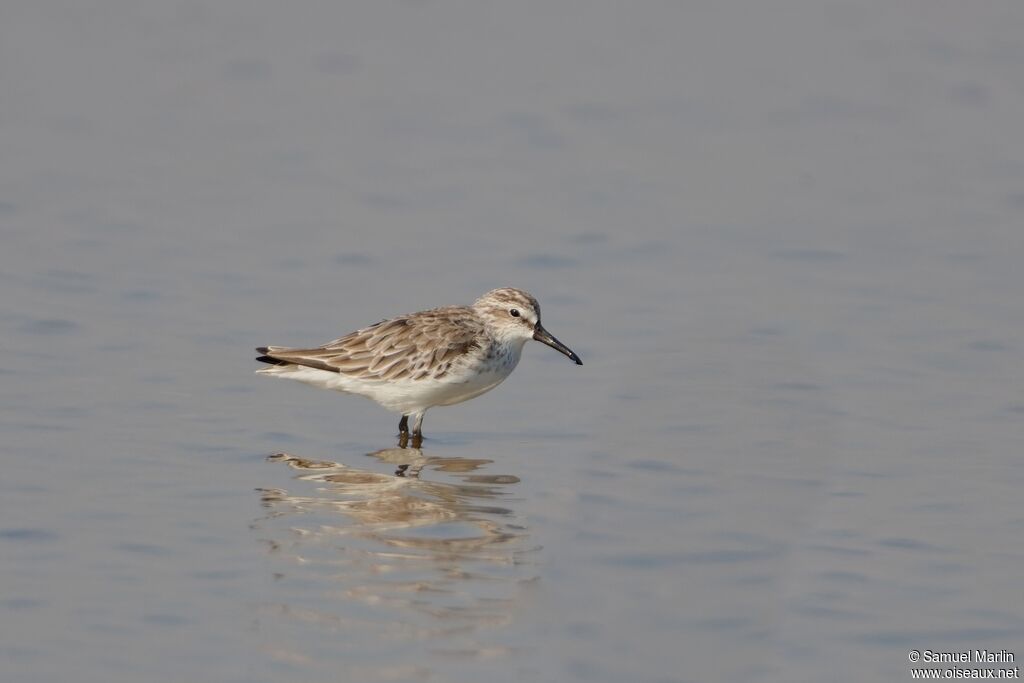 Broad-billed Sandpiperadult