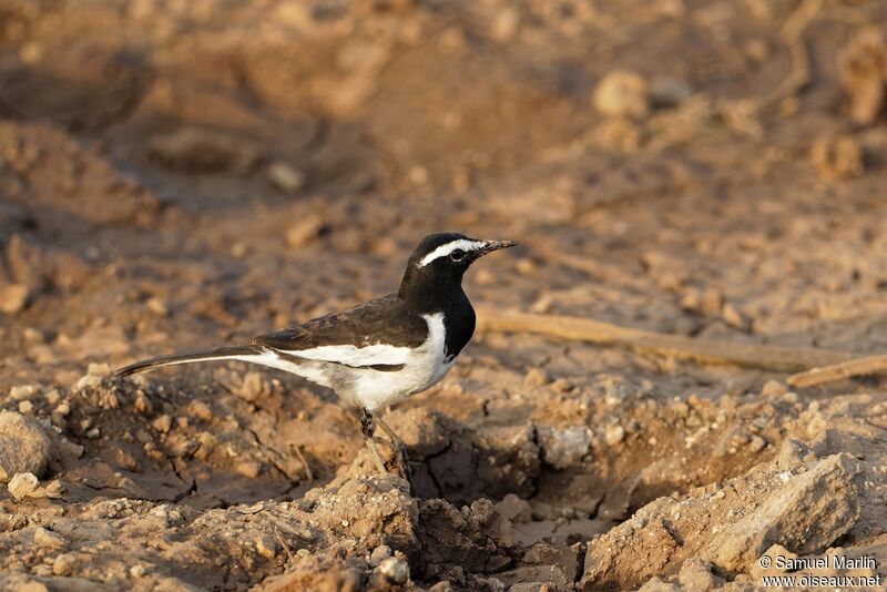 White-browed Wagtailadult