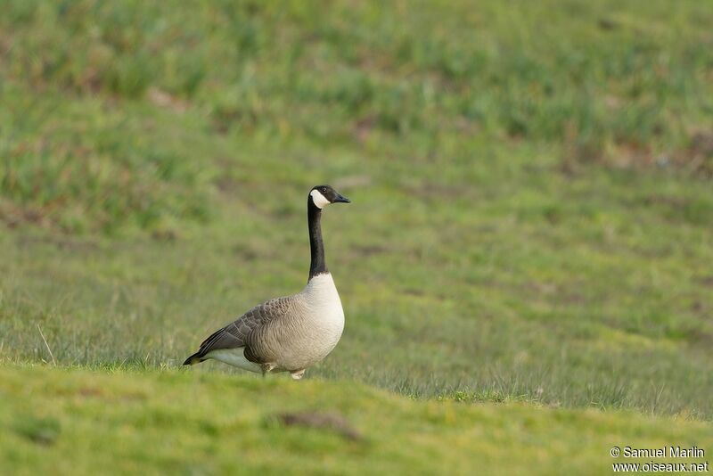 Canada Gooseadult