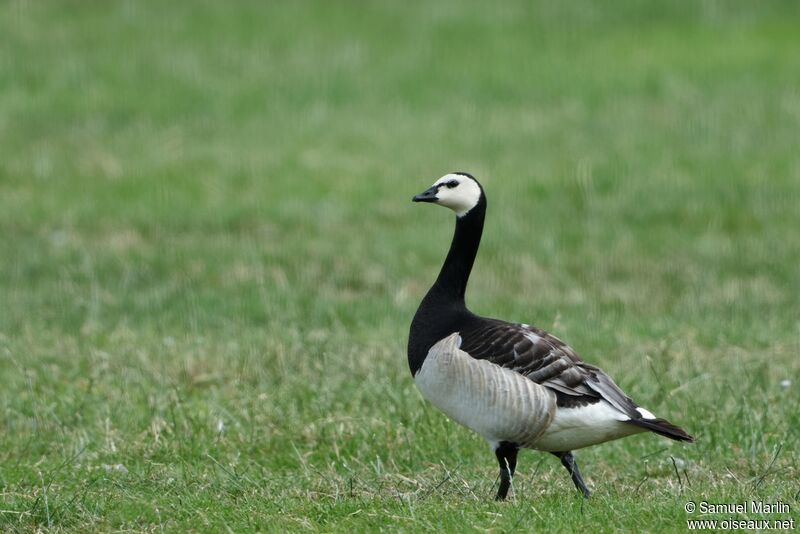 Barnacle Gooseadult