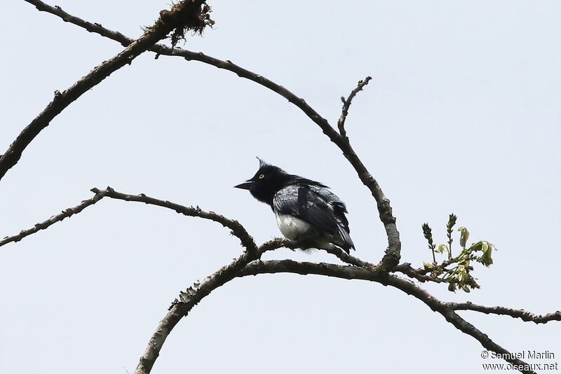 Black-and-white Shrike-flycatcheradult