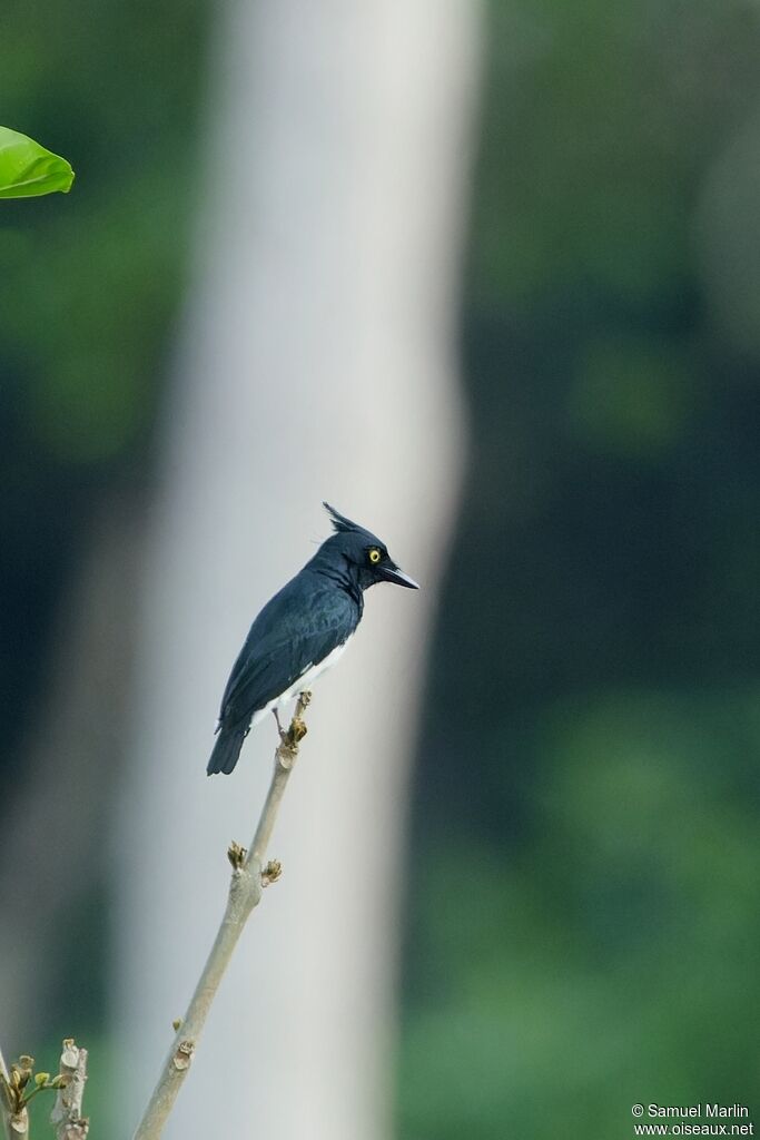 Black-and-white Shrike-flycatcher