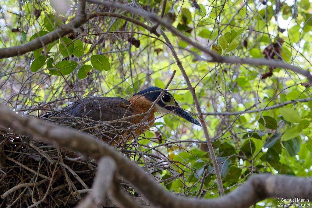 Bihoreau à dos blancadulte, Nidification