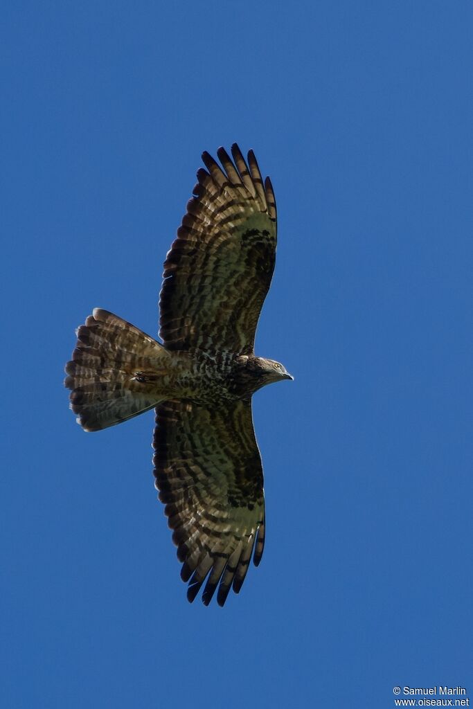 European Honey Buzzard