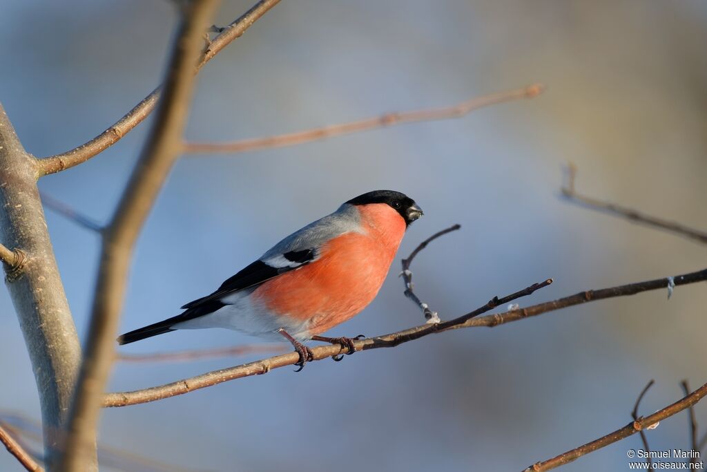 Eurasian Bullfinch
