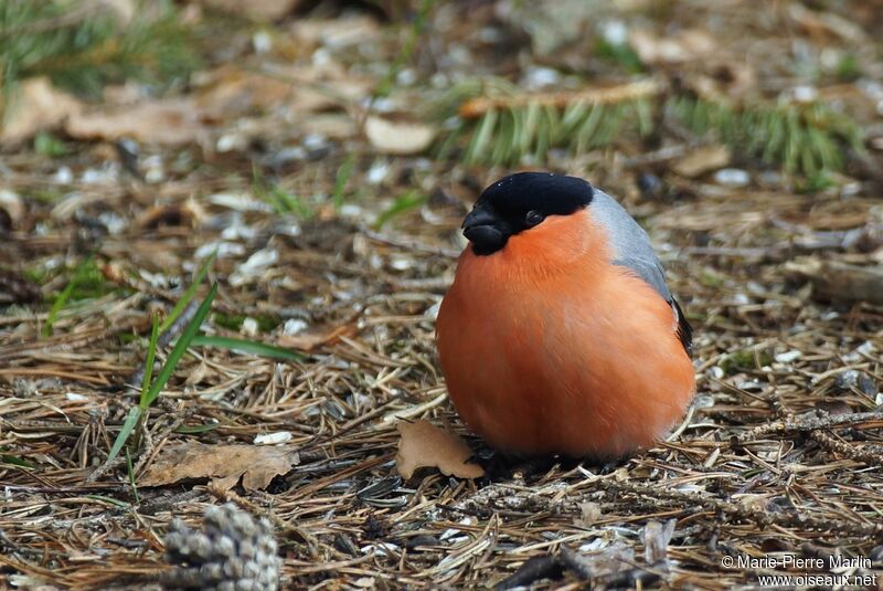 Eurasian Bullfinch male adult