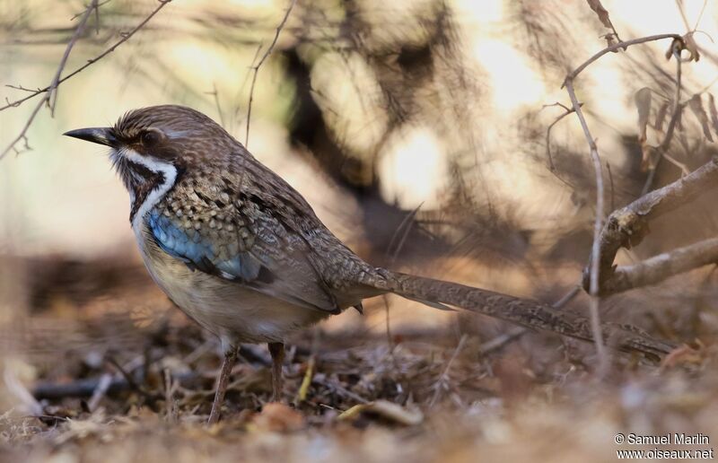 Long-tailed Ground Rolleradult