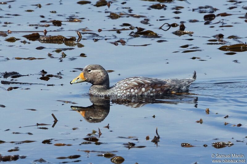 Flying Steamer Duck female adult, swimming