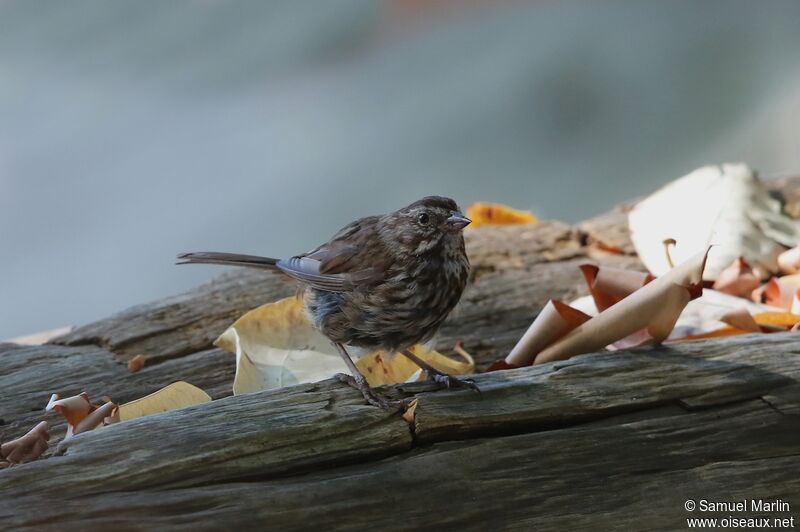 Song Sparrowjuvenile