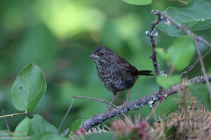 Bruant chanteurjuvénile, identification