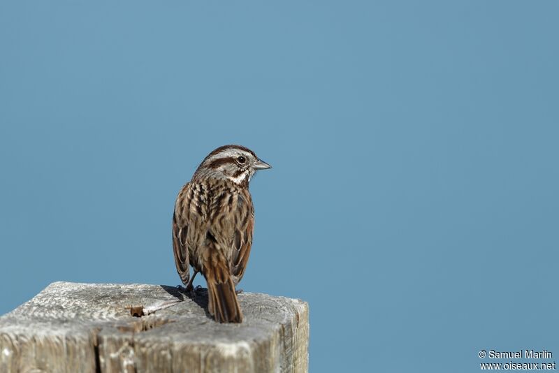 Song Sparrowadult