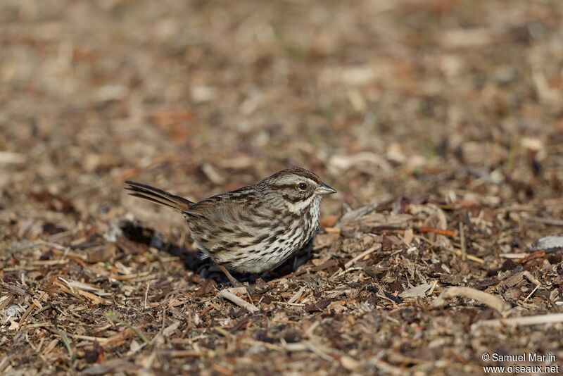 Song Sparrowadult