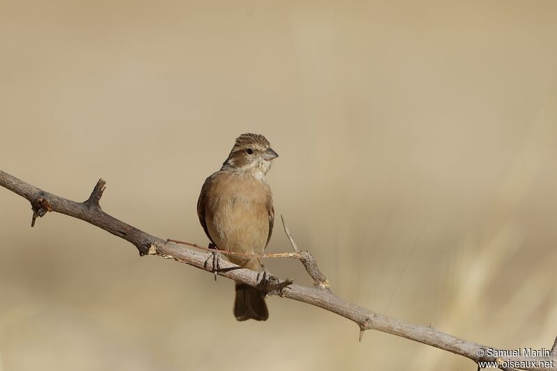 Lark-like Bunting