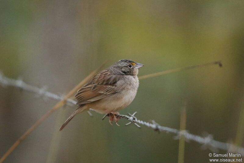 Bruant des savanes