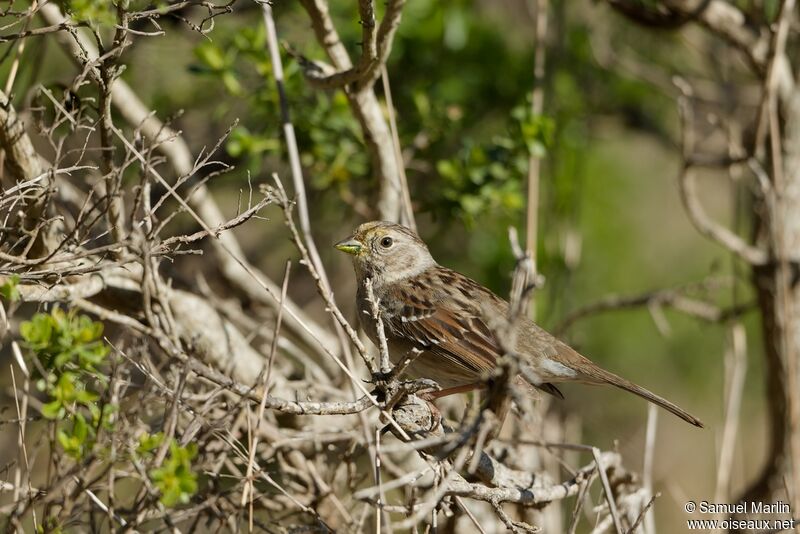 Chipping Sparrowadult