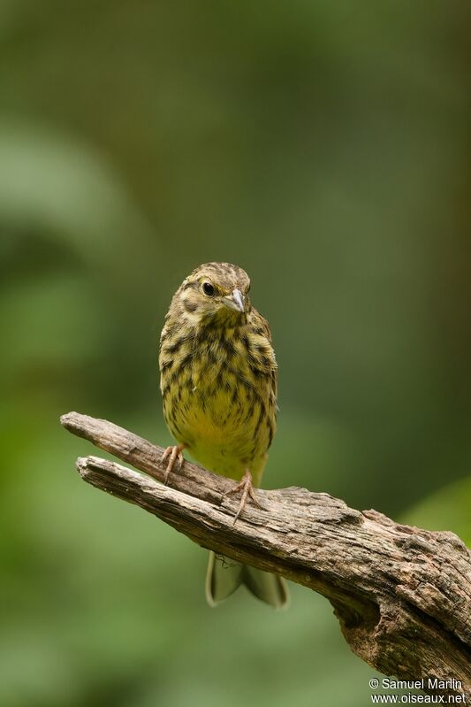 Bruant jaune