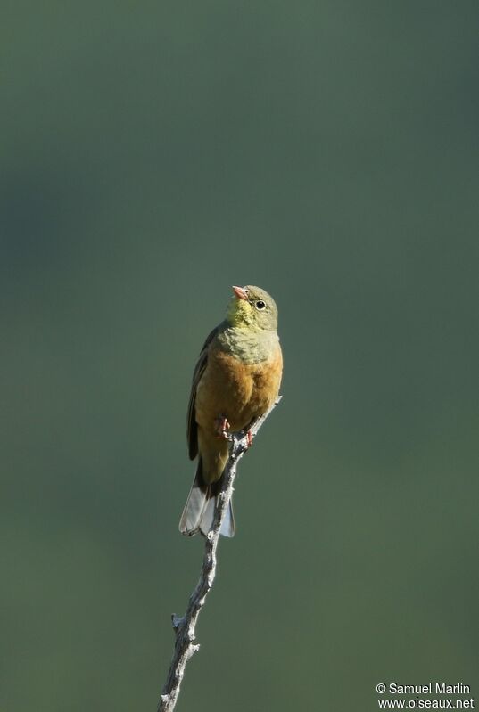 Ortolan Buntingadult