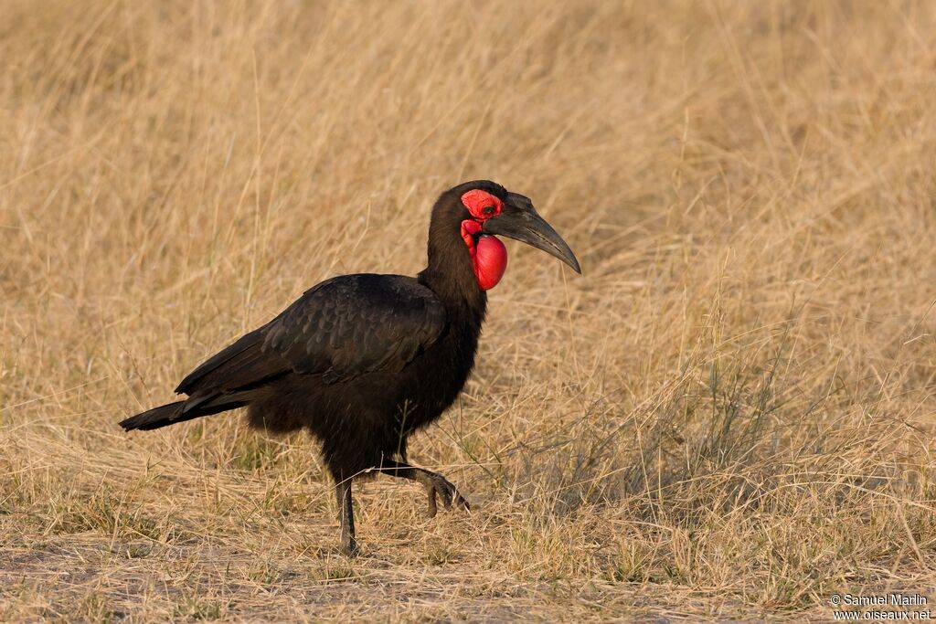 Southern Ground Hornbill male adult
