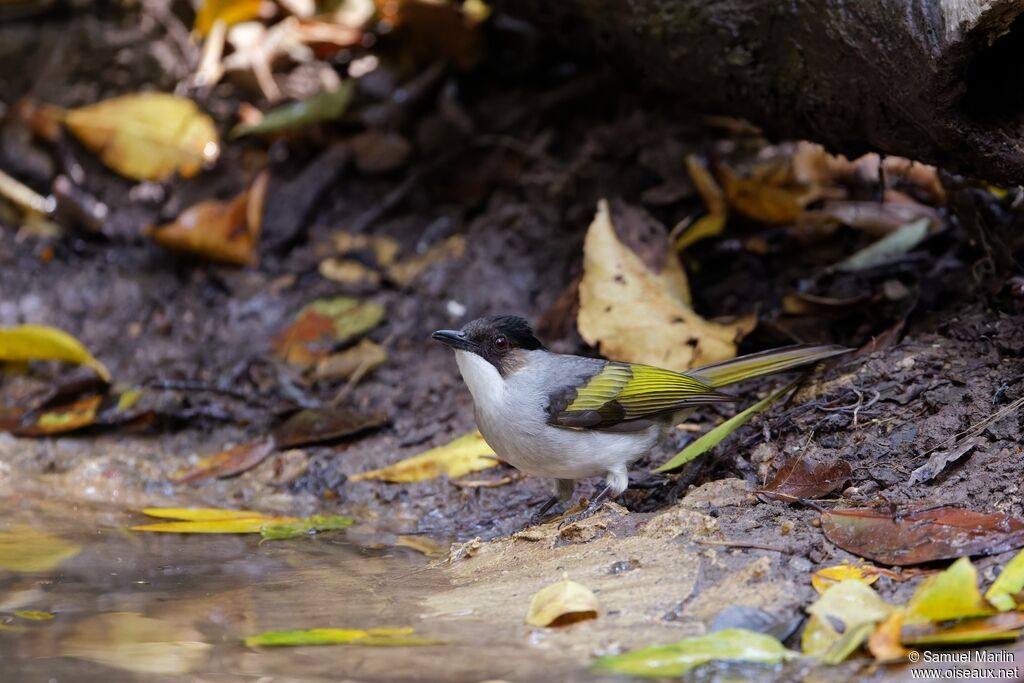 Ashy Bulbul