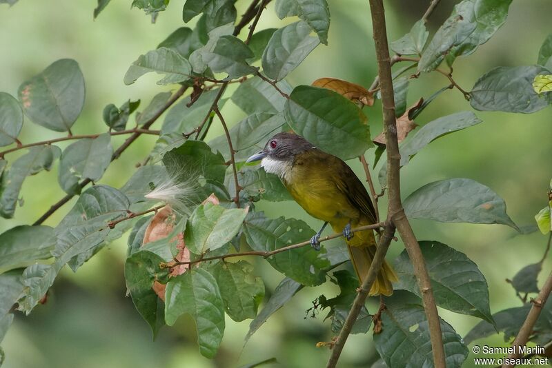 Bulbul à barbe blancheadulte