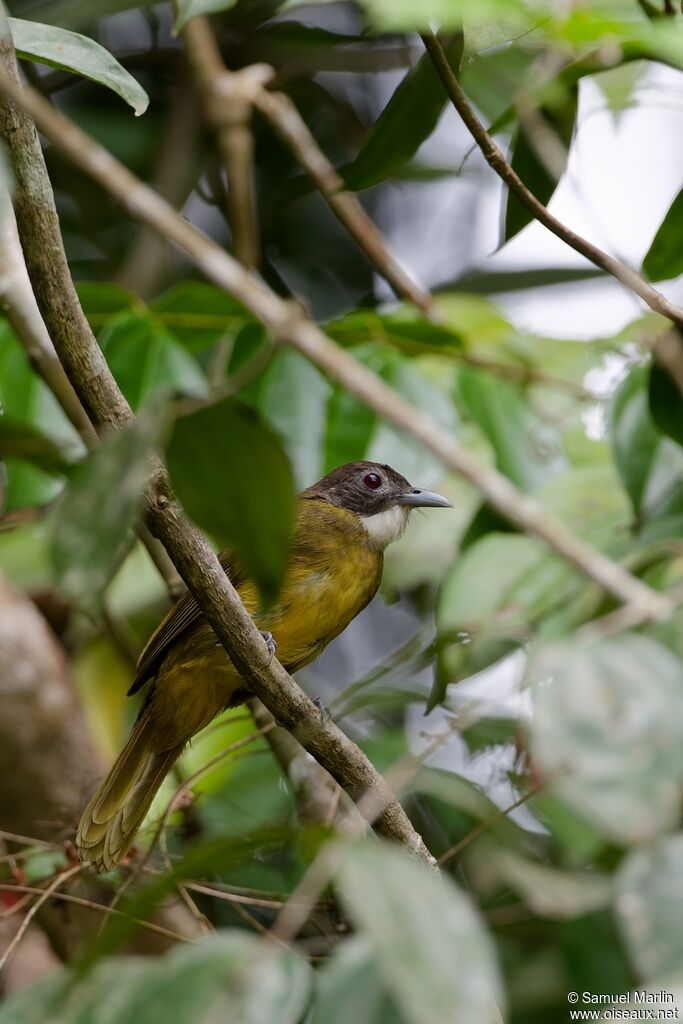 Bulbul à barbe blanche