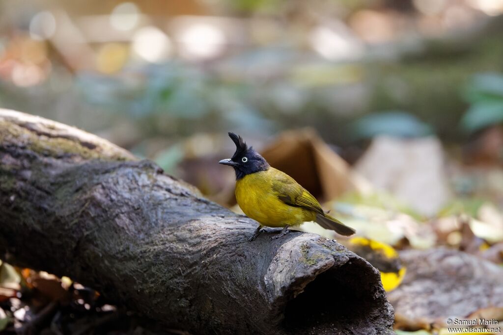 Black-crested Bulbuladult