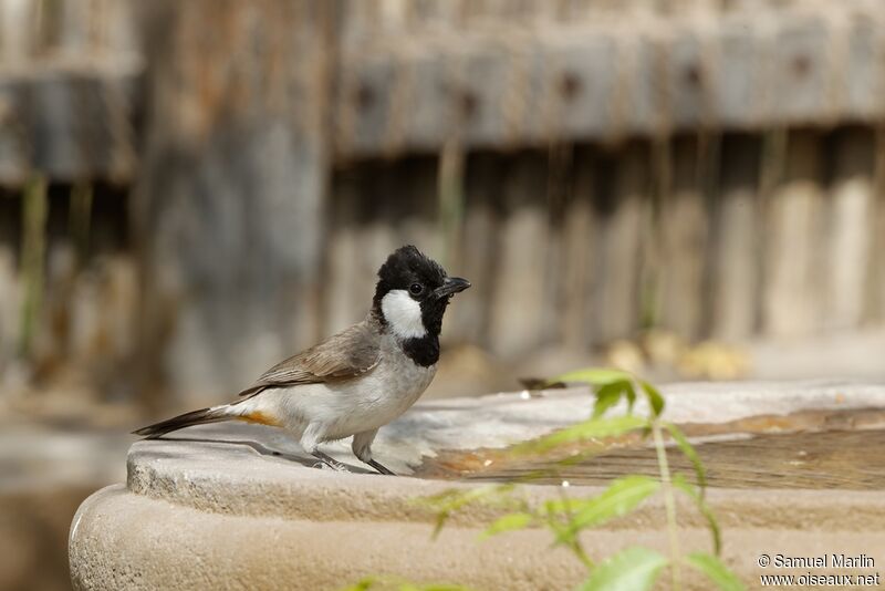 White-eared Bulbuladult