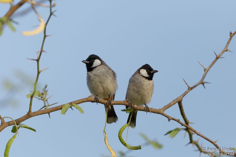 Bulbul à oreillons blancs