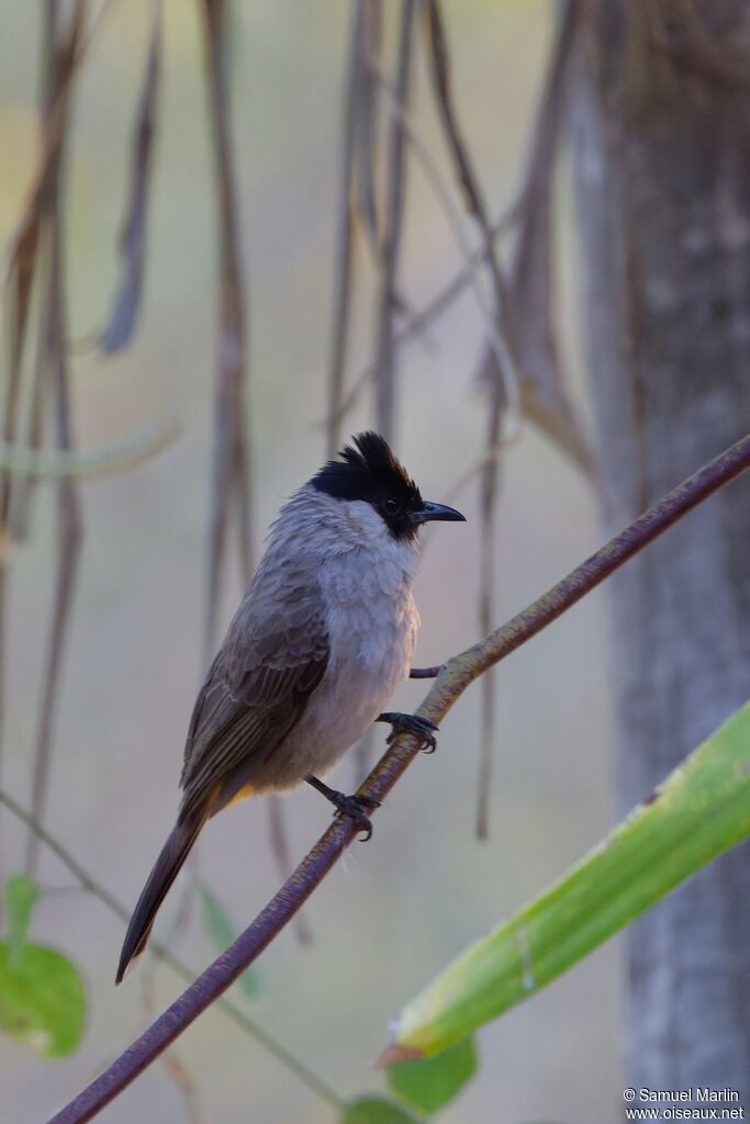 Brown-breasted Bulbuladult