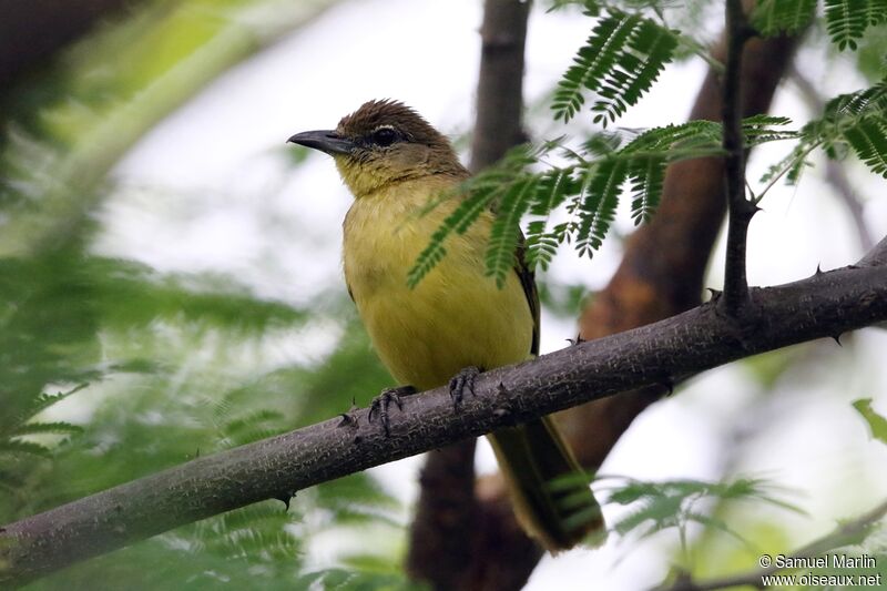 Bulbul à poitrine jaune