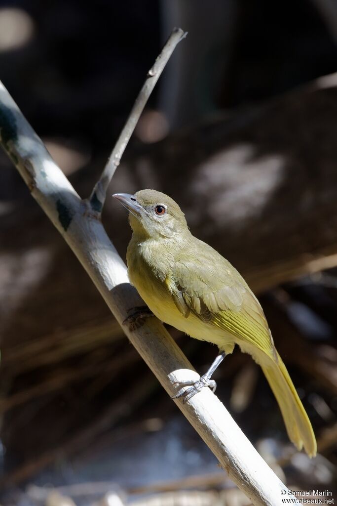 Bulbul à poitrine jauneadulte