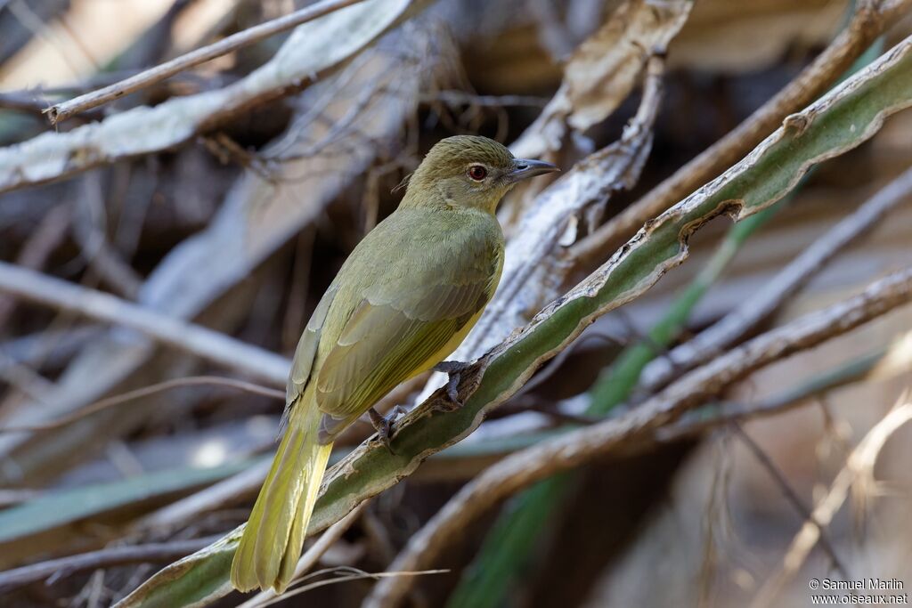 Bulbul à poitrine jaune