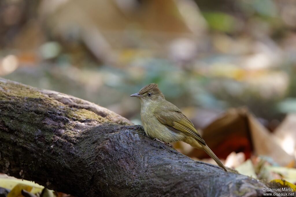 Grey-eyed Bulbuladult