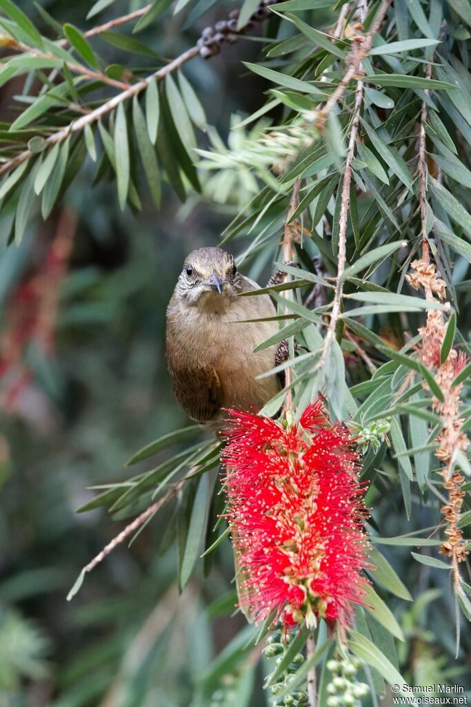 Streak-eared Bulbuladult