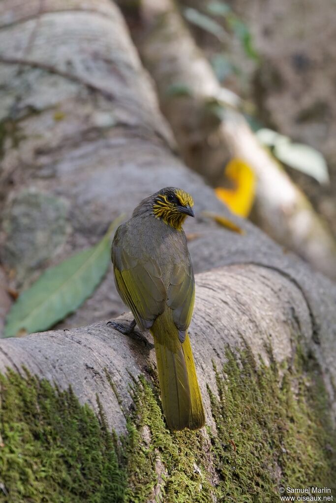 Stripe-throated Bulbuladult