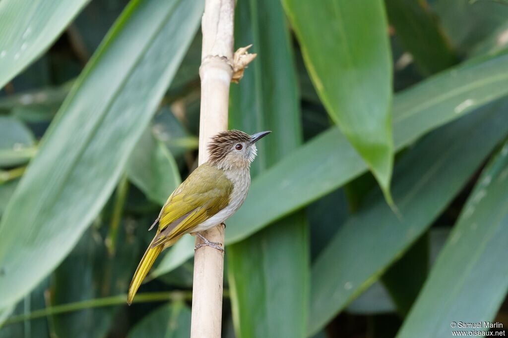 Bulbul de McClellandadulte