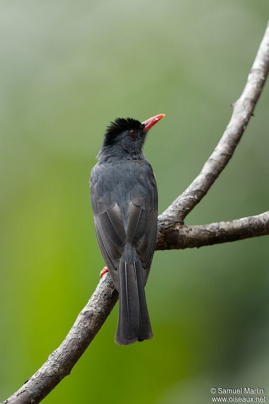 Square-tailed Bulbuladult